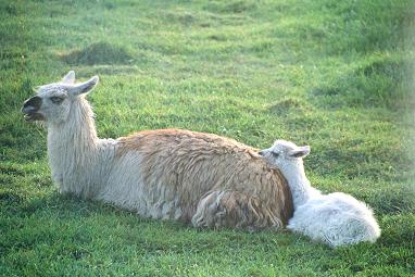 lamas
mere et son jeune petit
Mots-clés: lamas andes equateur