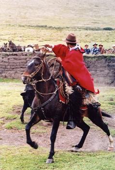 rodeo
chagra en pleine action lors d un rodeo 
Mots-clés: equateur andes indien indigene paramo chagra rodeo