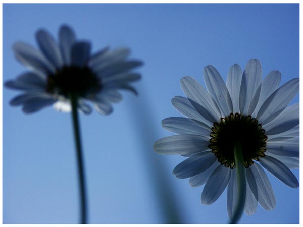 marguerites
macro, contre plongée, au printemps.
Mots-clés: fleur