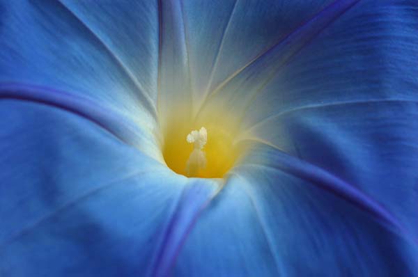 Pistil de volubilis
Mots-clés: pistil