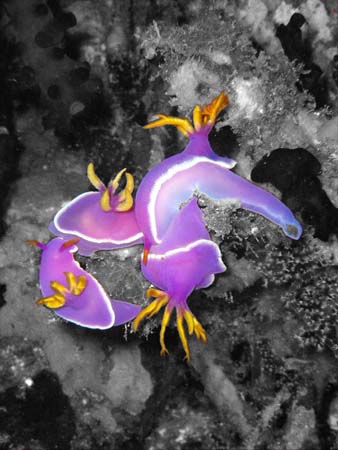 4 Nudibrances aux Philippines
Ce sont des vers sou-marin qui ont la particularités d'avoir leurs poumons à l'extérieur (plumets jaune)
Mots-clés: nudibranches