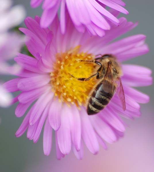 Tu butines petite abeille
Mots-clés: abeilles