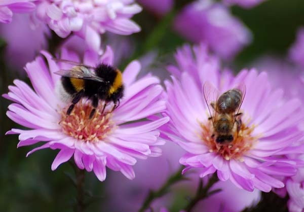 Boudon et abeilles qui butinent
Mots-clés: abeilles