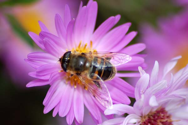 Je butine sur une fleur, abeille
Mots-clés: abeilles