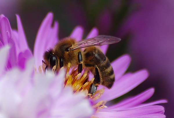 Abeille qui butine en gros-plan
Mots-clés: abeilles