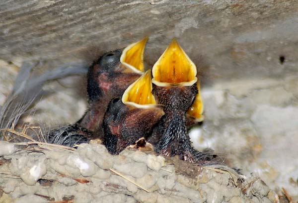 Oisillons criant j'ai faim ...
Oisillons
Mots-clés: oisillons