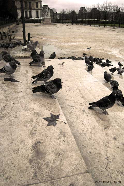 Wet birds in Paris
Paris et ses mythiques pigeons
Mots-clés: Paris oiseaux
