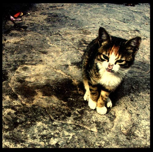 a-cat-in-istanbul
a-cat-in-istanbul 
Mots-clés: turquie