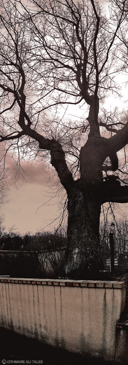 Arbre magique, rencontre avec un arbre d'un aspect curieux, Versailles
Mots-clés: arbre versaille france nature