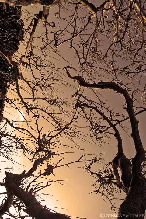 Arbres en Tunisie, la compagne du nord ouest tunisien.
Mots-clés: Tunisie nature paysage maghreb