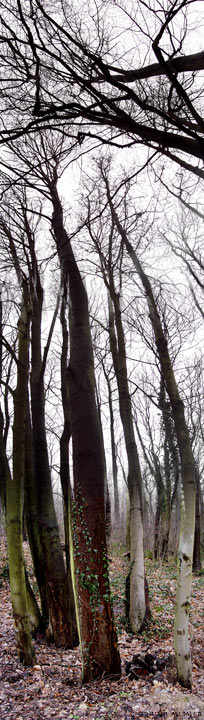 Forêt noire impressionnante a Versailles, France
Mots-clés: Versailles