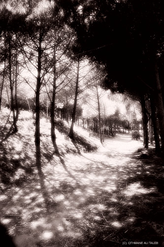 foret profonde
foret profonde en algerie
Mots-clés: algerie foret nature