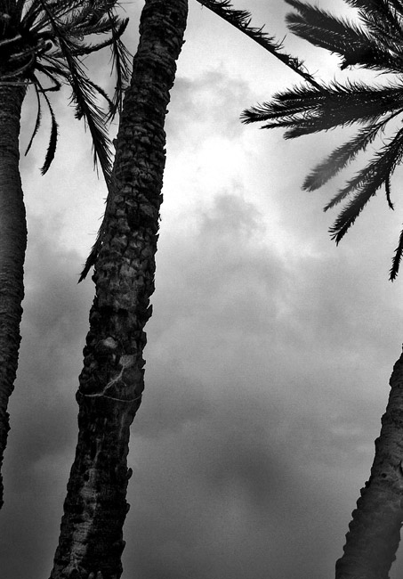 palms
palmiers sur l'ile de kerkennah en tunisie un jour d'hiver
Mots-clés: Tunisie paysage Afrique ile palmier nature
