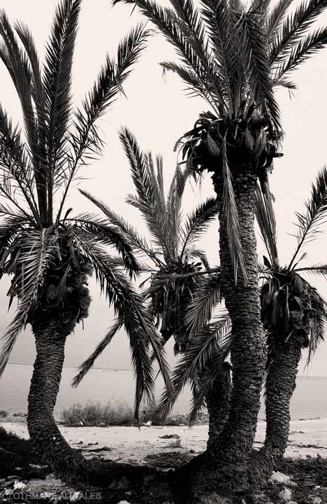 Palmiers solidaires unis pour le meilleur et pour le pire, se trouvant sur l'ile de kerkennah
Mots-clés: Tunisie palmiers ile