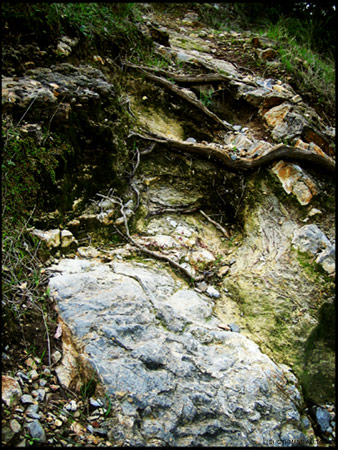 Montagne de zaghouan, racines entremelées, Tunisie
racines-entremelées dans la montagne de zaghouan, tunisie
Mots-clés: Tunisie paysage Afrique