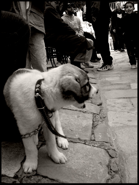 Regards Tunisie Sidi-bou-said
une rencontre improbable entre un chien et un enfant fasciné a sidi bou said tunisie
Mots-clés: Tunisie Sidi-bou-said