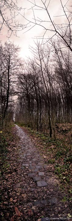Route infinie, un chemin mysterieux en pleine forêt noire en France
Mots-clés: forêt France arbre