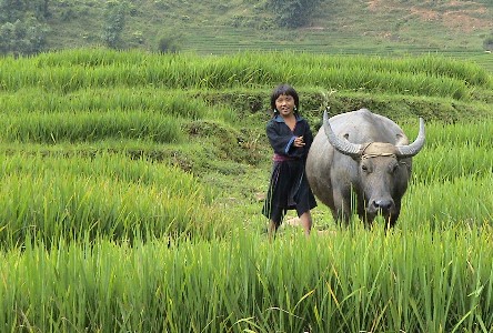 Petite gardienne de buffle
Vietnam
Mots-clés: Vietnam