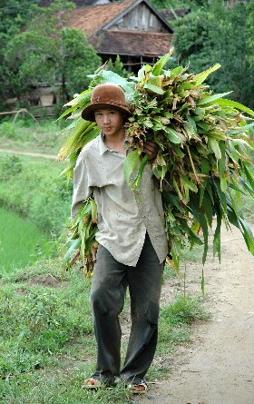 Retour des champs
Vietnam
