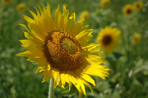 Vers le soleil, Tournesol en Provence
Mots-clés: tournesol provence