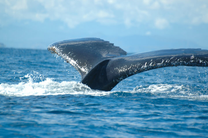 Baleine à bosse dans le canal du Mozambique
Mots-clés: baleine Mozambique
