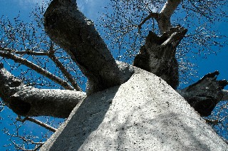 Baobab
Baobab à Madagascar
