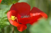 DSC_2479 700x465.jpg