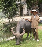 gardien_bufle_Vietnam.jpg