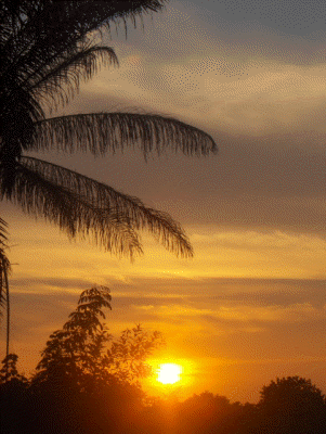 Couche de soleil
Une nature verdoyante submergée par la chaleur du soleil
Mots-clés: benin-couche-palmier