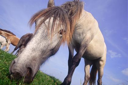 Tête en gros-plan de cheval au Puy de Sancy
Cheval en pature sur les hauteurs du Puy de Sancy
Mots-clés: llangolen treogat