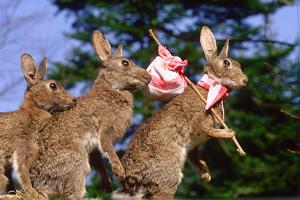 Vacances en Lapiland, exode des lapins
Exode estivale sur les routes de Lapiland
Mots-clés: inzinzac ploneour