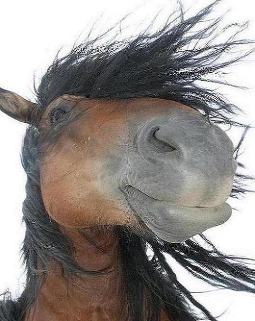 Cheval au Puy de Sancy
Cheval en pature sur les hauteurs du Puy de Sancy
Mots-clés: llangolen treogat