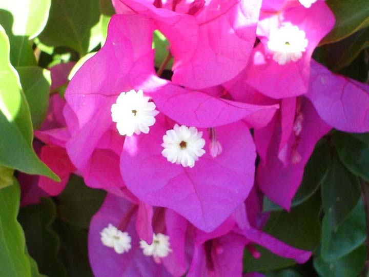 bougainvilliers
photo de cette fleur magnifique a la reunion
Mots-clés: photo de francis