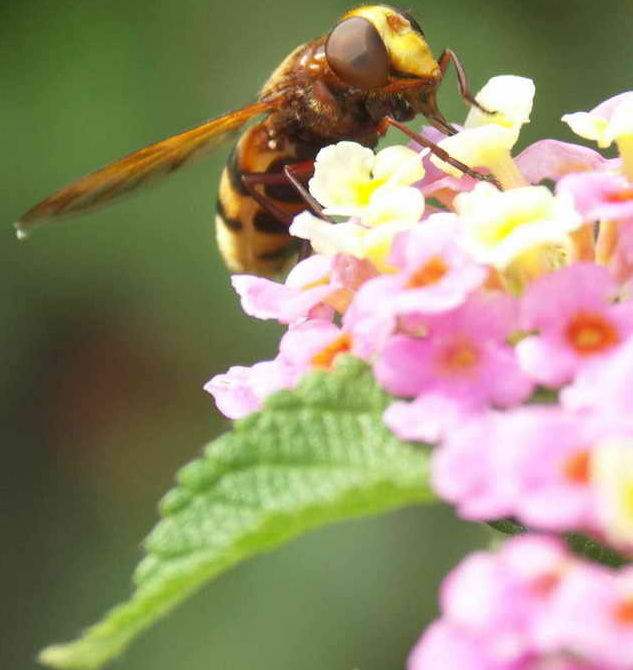 Abeille en pleine action
Photo prise en mode macro au téléobjectif avec un Minolta A200
Mots-clés: Abeille Minolta A200