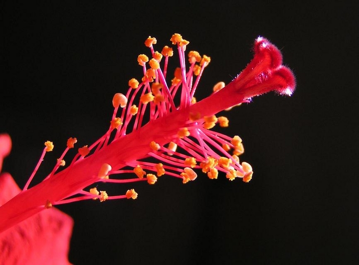 Pistil d'hibiscus
1/640 - F3.2 - sans flash
Mots-clés: France Gironde Bordeaux