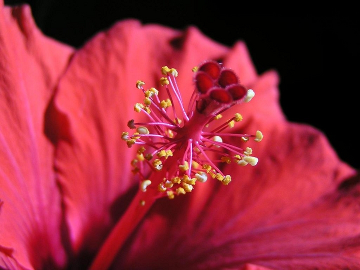 Hibiscus pris avec une vitesse de 1/640 - F3.2 - sans flash
Bordeaux
Mots-clés: France Bordeaux