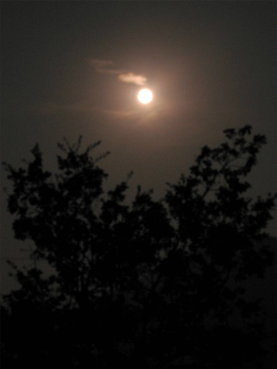 lune et arbre
nuit d'ete - France
Mots-clés: lune nuit
