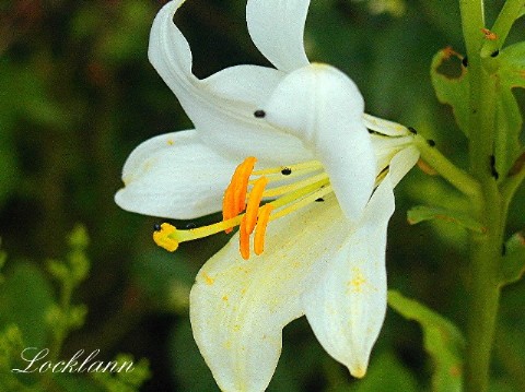 Fécondation du lys en macro
macro
Mots-clés: fleur lys