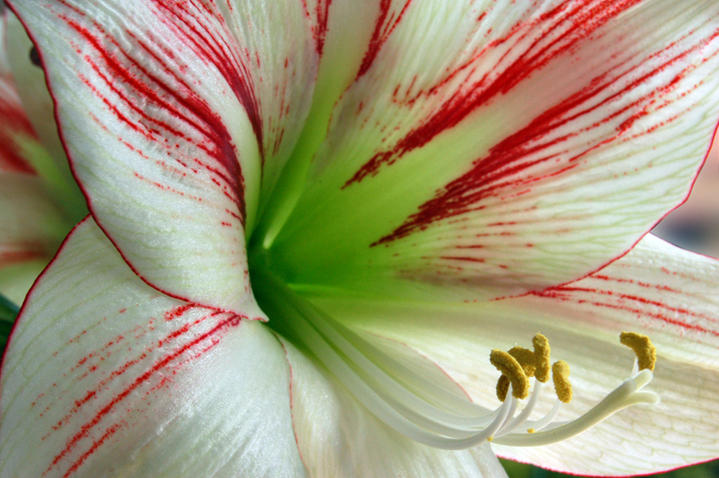 Amryllis blanc
nikon D50 55mm 1/80S F22 flash-3dB histogramme égalisé...
