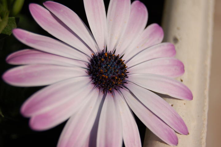 Tendresse de pétales
