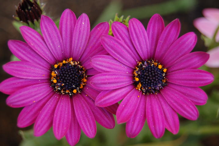 Les jumelles s'exposent
