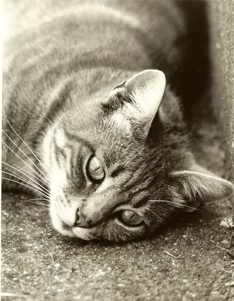 Gribouille notre chat
