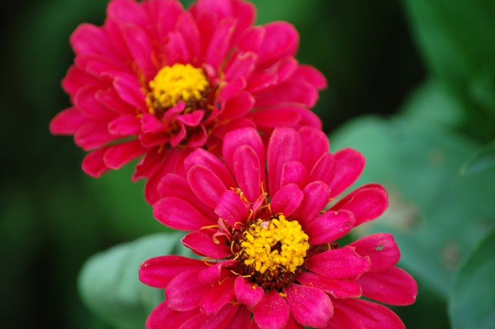 Les fleurs du jardin
