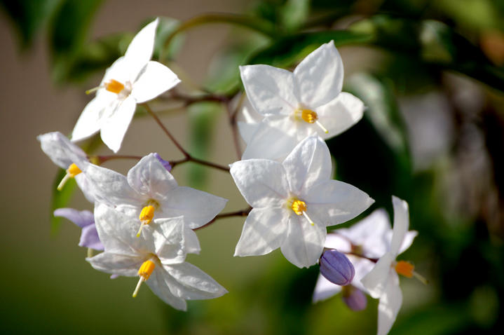 L'été indien dans le jardin
