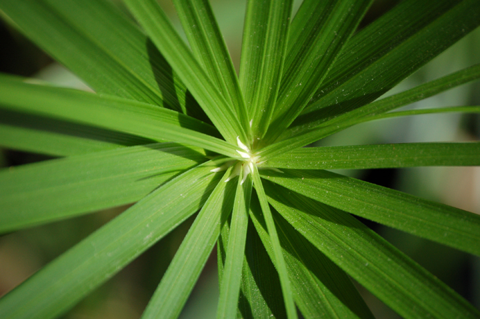 Coeur ... de papyrus
