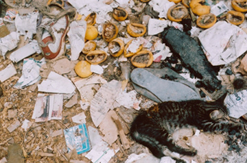 human on earth
chat dormant dans les poubelles
Mots-clés: chat poubelle