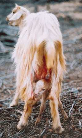 Naissance d'un jeune chevreau
naissance d'un jeune chevreau
Mots-clés: naissance