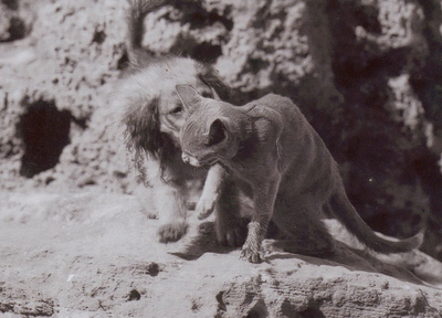 Kiss, un chien qui embrasse un chat
un chien qui embrasse un chat
Mots-clés: chien chat