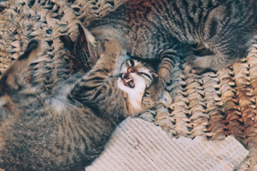 ca griffe
2 chats qui joue...
Mots-clés: Maroc chat