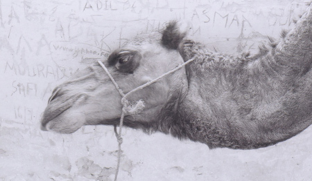 Merci ... chameau se grattant la tete
Mots-clés: dromadaire Maroc